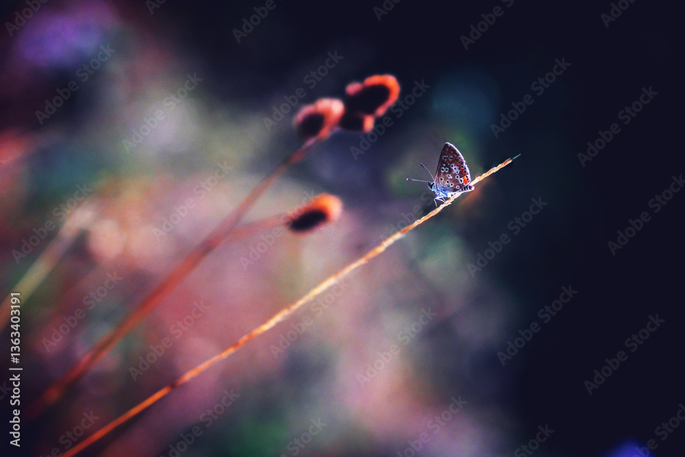 Fototapeta premium Wild flowers and butterfly