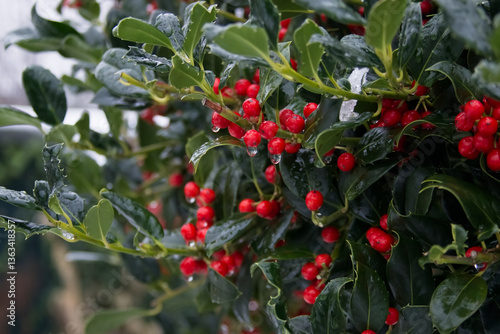Red berries close-up against carved leaves