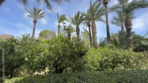 Wallpaper Mural Experience the stunning citrus landscape in Ricote Valley, Murcia's Moorish Valley. Explore the lemon groves and scenic views near Archena and the Segura River. Torontodigital.ca