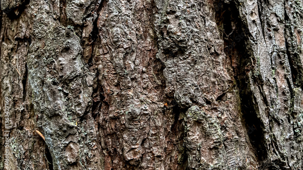 Fototapeta premium tree bark texture