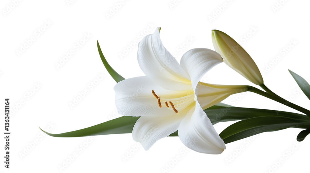 Fototapeta premium Single white Easter lily flower resting on a plain white background with no shadows, symbolizing purity and Easter season.