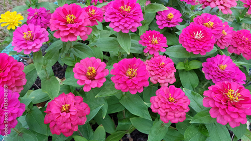 Blooming pink zinnia flowers in a garden with lush green leaves