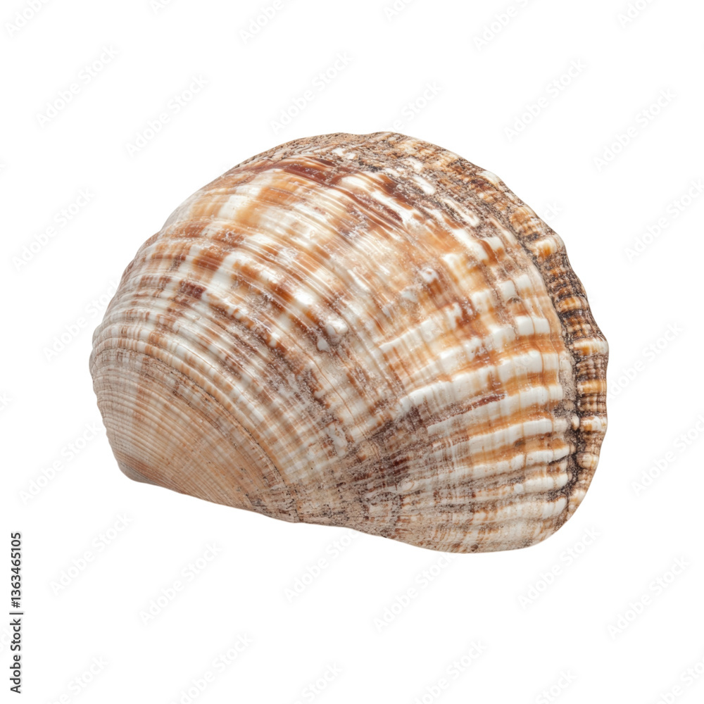Beautiful Seashell, Nature's Artistic Creation Beautiful Seashell, Nature's Artistic Creation