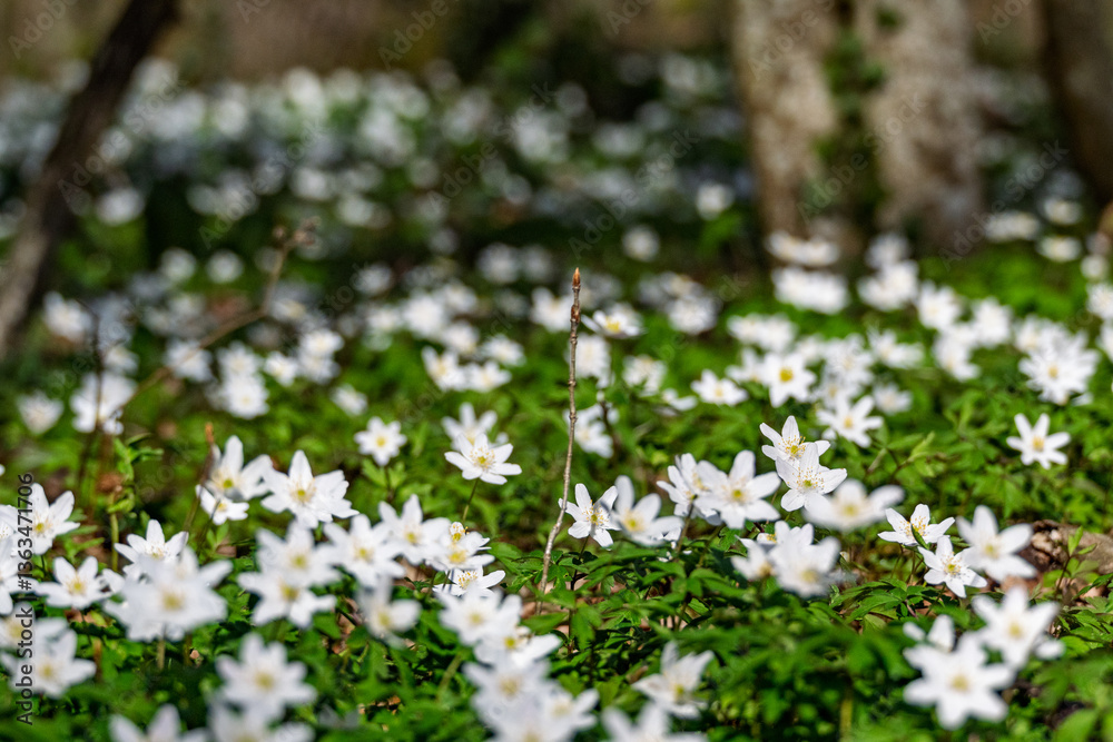 Fototapeta premium sous bois parsemé de petites fleurs blanches