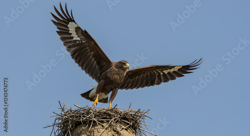 Majestic African Harrier-Hawk Lands Gracefully on Elevated Nest Against Blue Sky