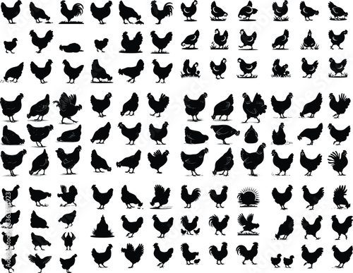 Set of vector rooster and chicken black silhouettes isolated on white background. Domestic animals silhouette of a chicken on white Set of hen silhouette, chicken silhouettes Set of vector chicken bla
