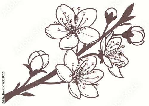 Beautiful jasmine flower isolated on white, collage