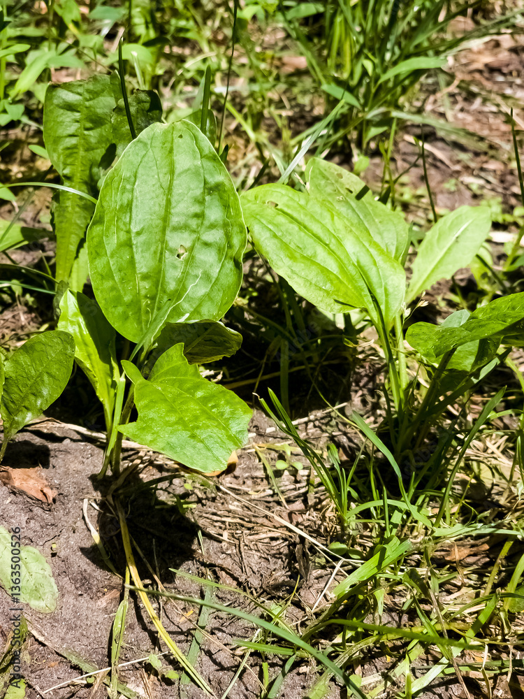 Fototapeta premium Close-up of Broadleaf Plantain Plantago major growing in grass, with large oval ribbed leaves. Vertical