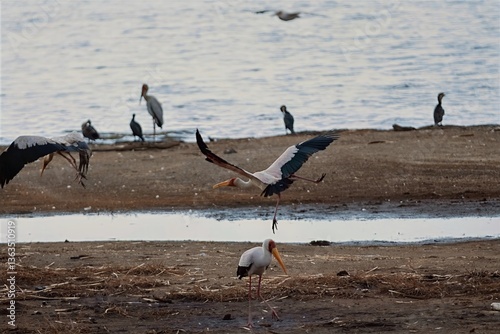 Yellow-billed stork
