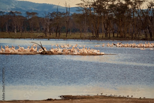 African Pelicans