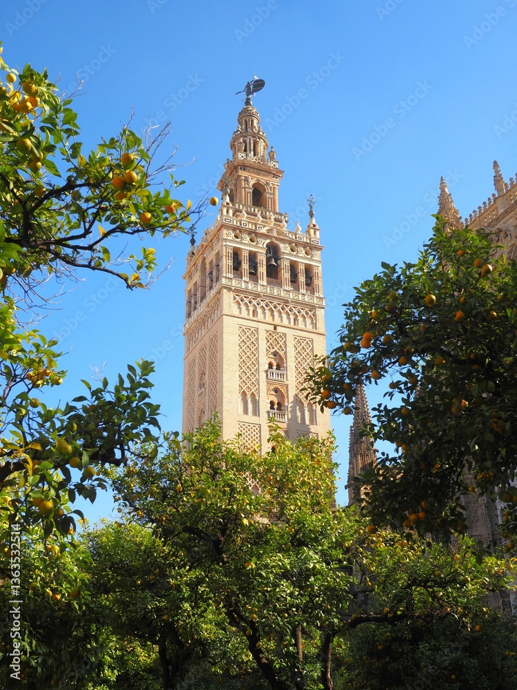 Fototapeta premium Giralda Tower Seville Cathedral. Gothic cathedral among orange trees sunny day. Andalusia, Spain