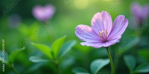 A Delicate Light Pink Flower in a Lush Green Garden, Basking in the Soft Glow of Sunlight