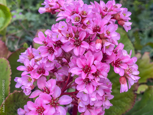Obraz na płótnie Bergenia rotblum (Elephahant's Ears), heartleaf large pink blossom in early Spri