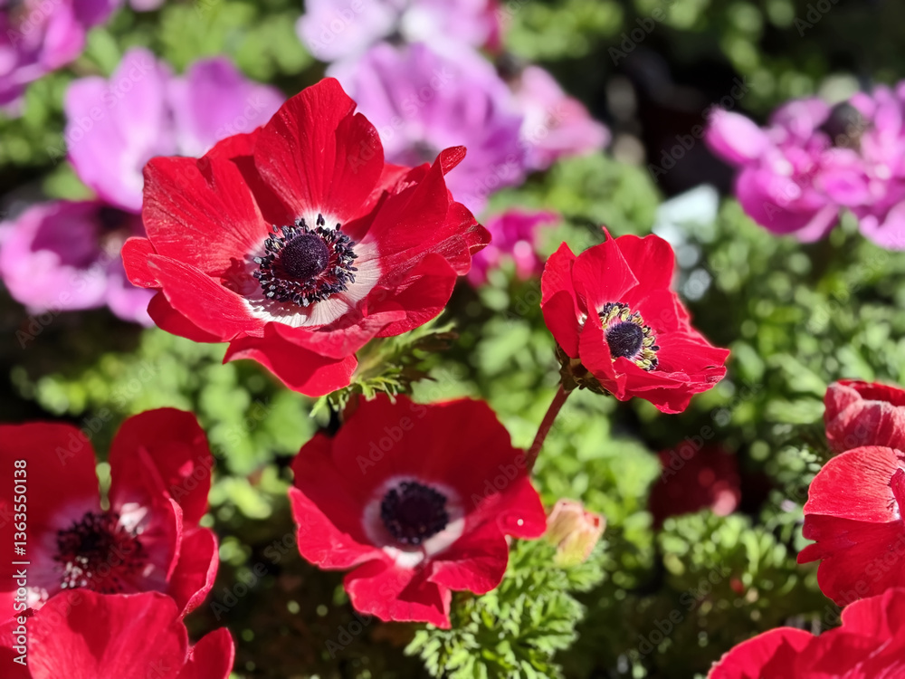 Red and pink Hollandia Poppy Anemone flowers with selective focus Red and pink Hollandia Poppy Anemone flowers with selective focus