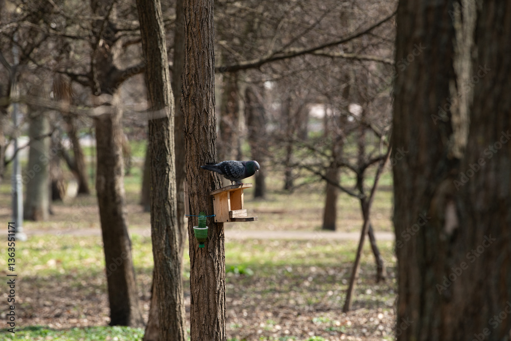Naklejka premium A black bird is perched on a small wooden birdhouse attached to a tree in a peaceful park. The surrounding area features bare trees and fresh greenery, indicating the arrival of spring