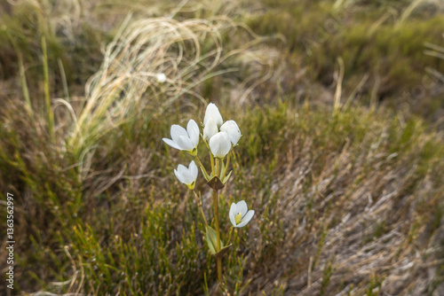White wildflower in the mountains of New Zealand