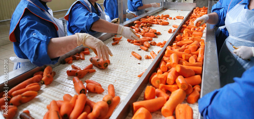 Workers sorting fresh carrots on a production line in a vegetable processing facility during daylight hours