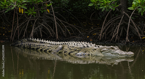 Saltwater crocodile resting in mangrove swamp, stealth predator lurking in the water