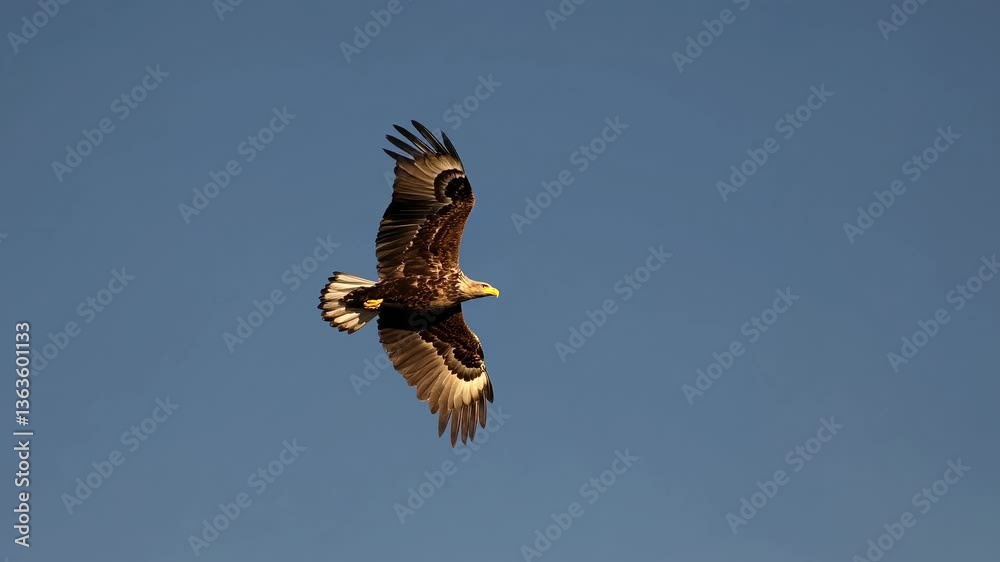 Aerial view of an eagle soaring against a clear blue sky, captured mid-flight. The video style emphasizes freedom and majesty from a low-angle perspective.