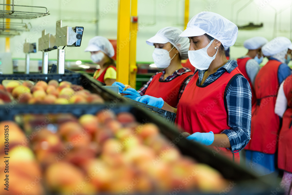 Confident females wearing disposable face masks working on sorting line at fruits industrial production facility, checking quality of peaches
