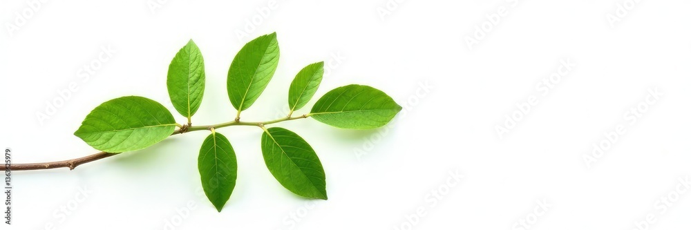 Naklejka premium Single sprig with leaves isolated on white background, nature, greenery, tree