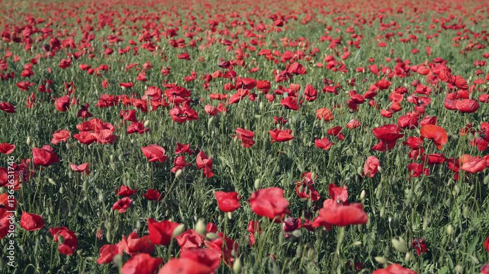 Serene vibrant meadow covered with red poppies blooming under a clear sky