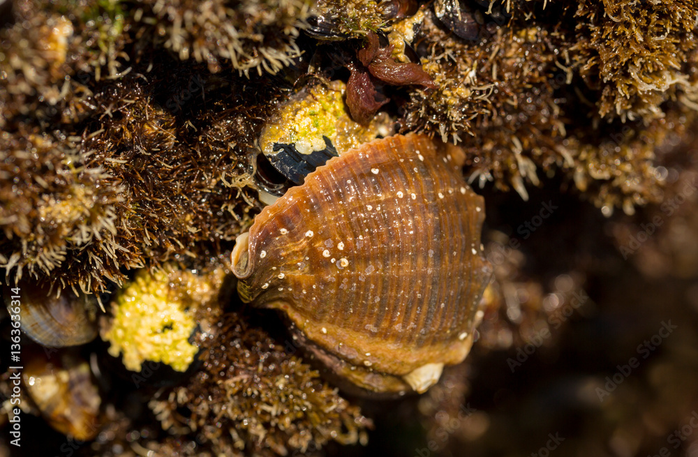 Φωτογραφία Rapana venosa, common name the veined rapa whelk, a marine gastropod mollusc or whelk, in the family Muricidae, the rock shells
