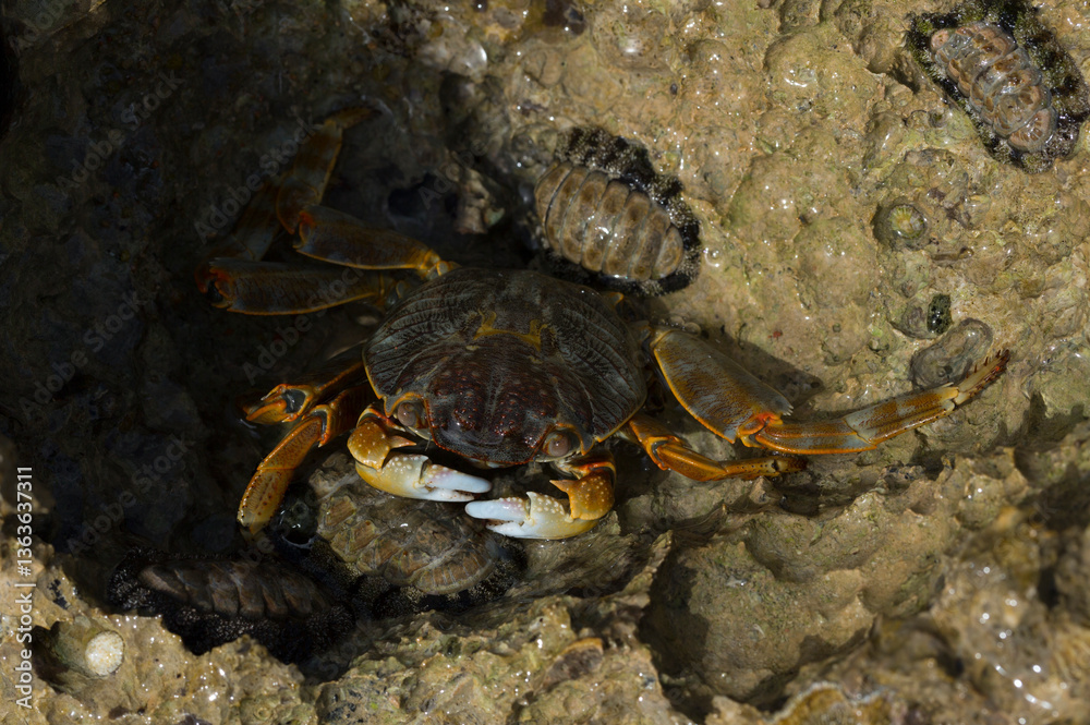 Grapsus albolineatus is a species of decapod crustacean in the family Grapsidae Grapsus albolineatus is a species of decapod crustacean in the family Grapsidae