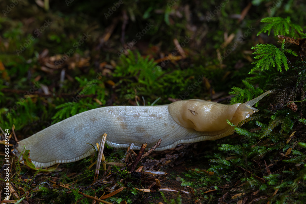 Banana slugs (Ariolimax) in the Olympic National Park, WA