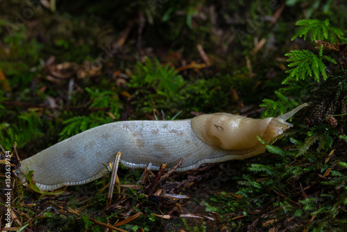 Obraz na płótnie Banana slugs (Ariolimax) in the Olympic National Park, WA w salonie