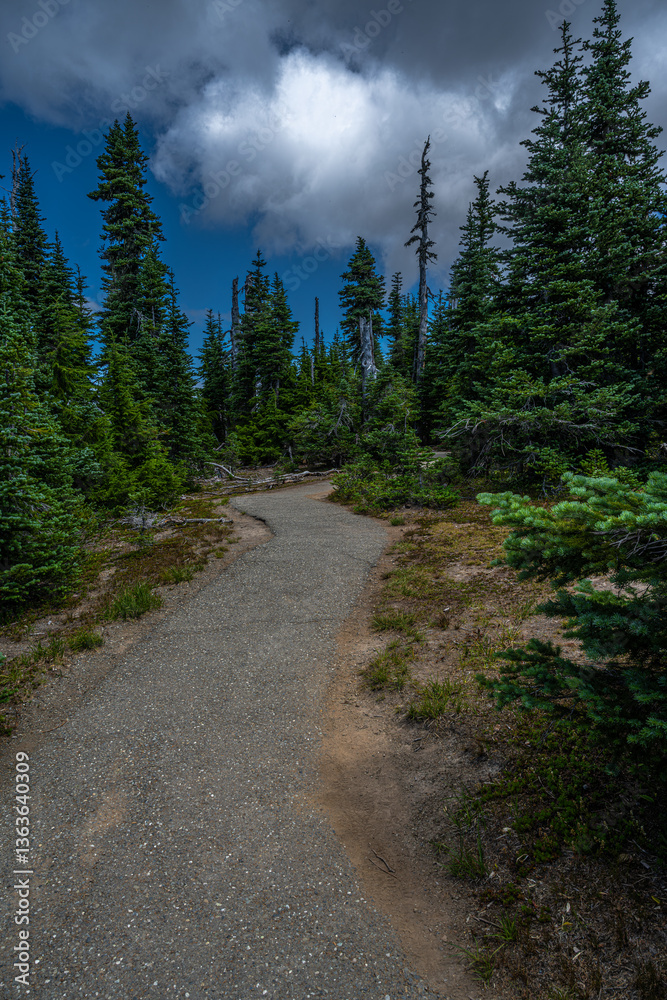Trail at the Hurricane Ridge, Olympic National Park, WA