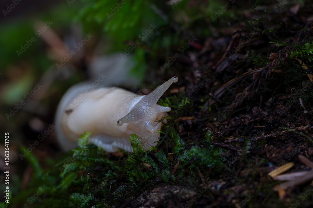 Banana slugs (Ariolimax) in the Olympic National Park, WA