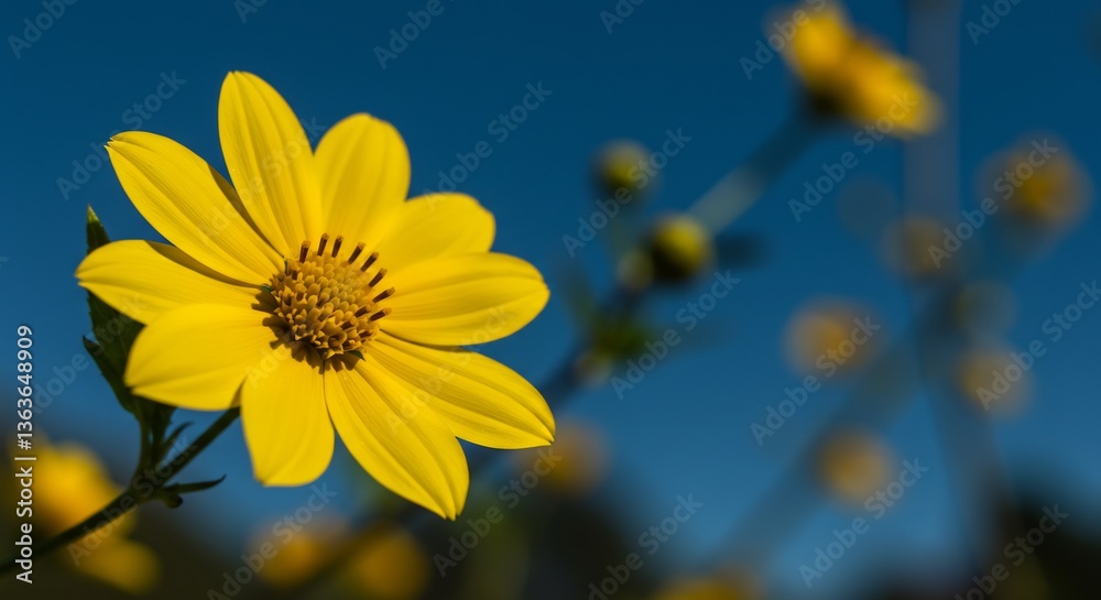 Naklejka premium 鮮やか黄色 青空背景 鮮明な花びら 夏らしい風景写真