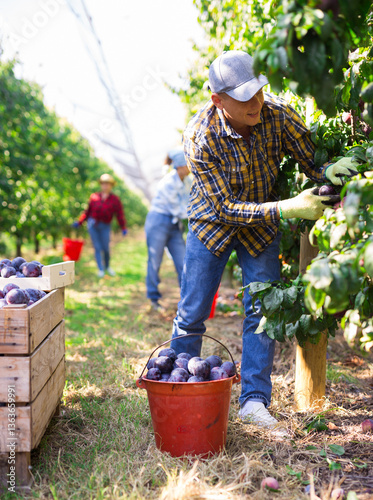 Quadro em tela Portrait of confident young farmer working in orchard, picking fresh ripe plums