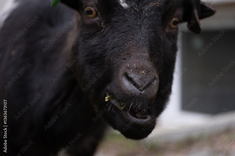 A close-up portrait of a black pygmy Cameroon goat with curved horns and a distinctive white spot on its forehead. A close-up portrait of a black pygmy Cameroon goat with curved horns and a distinctive white spot on its forehead.