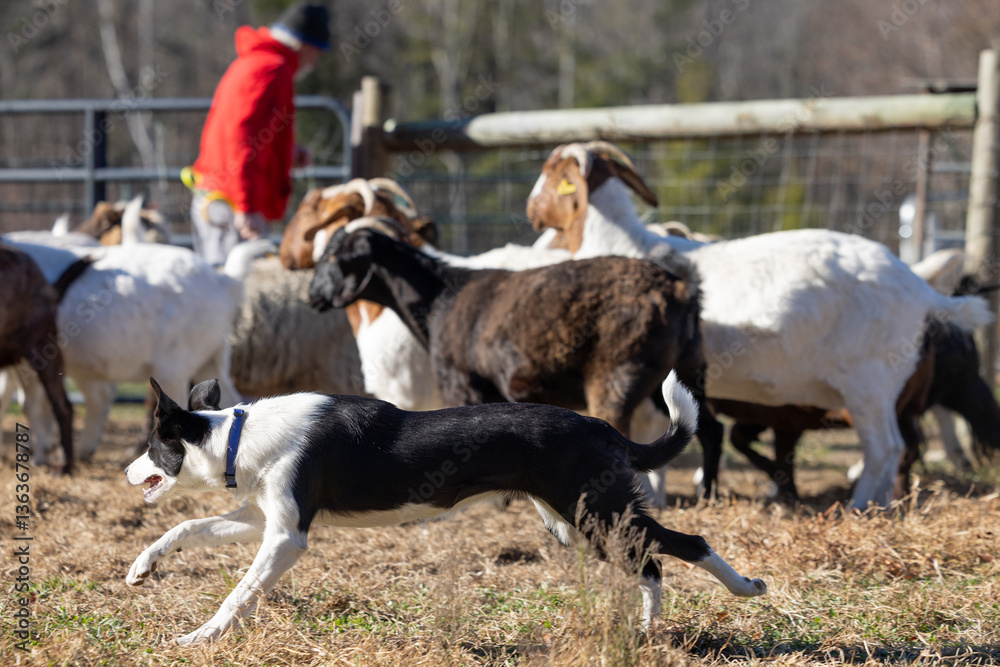 Fototapeta premium Black & White Border Collie Bringing Goats to Farmer