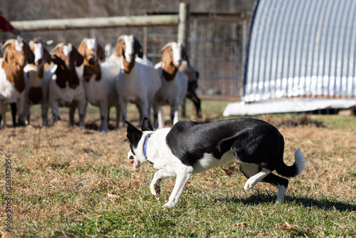 Black & White Border Collie Herding Goats