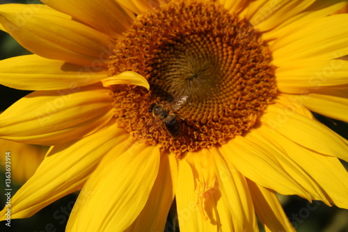 sunflower and bee