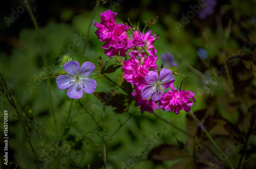 Flower arrangement of geranium and perennial tarragon, blooming in the garden.
