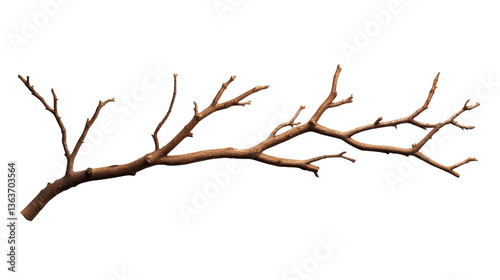 Bare branch, dormant tree limb texture, natural element detail, cut out transparent