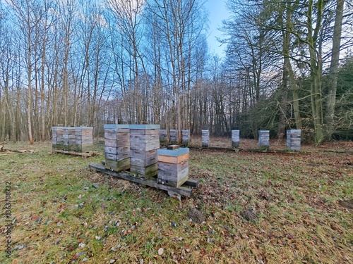 Wooden low-frame beehives arranged in forest beekeeping site after winter, traditional ecological apiculture setup