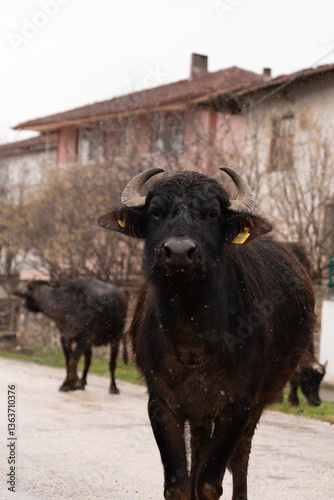 Water Buffalo Looking at the Camera on Village Road