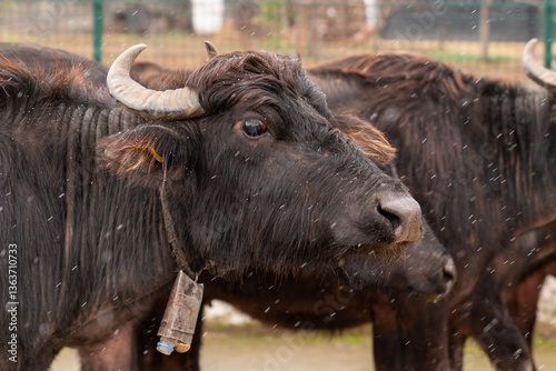 Close-Up of Two Water Buffaloes with Bell