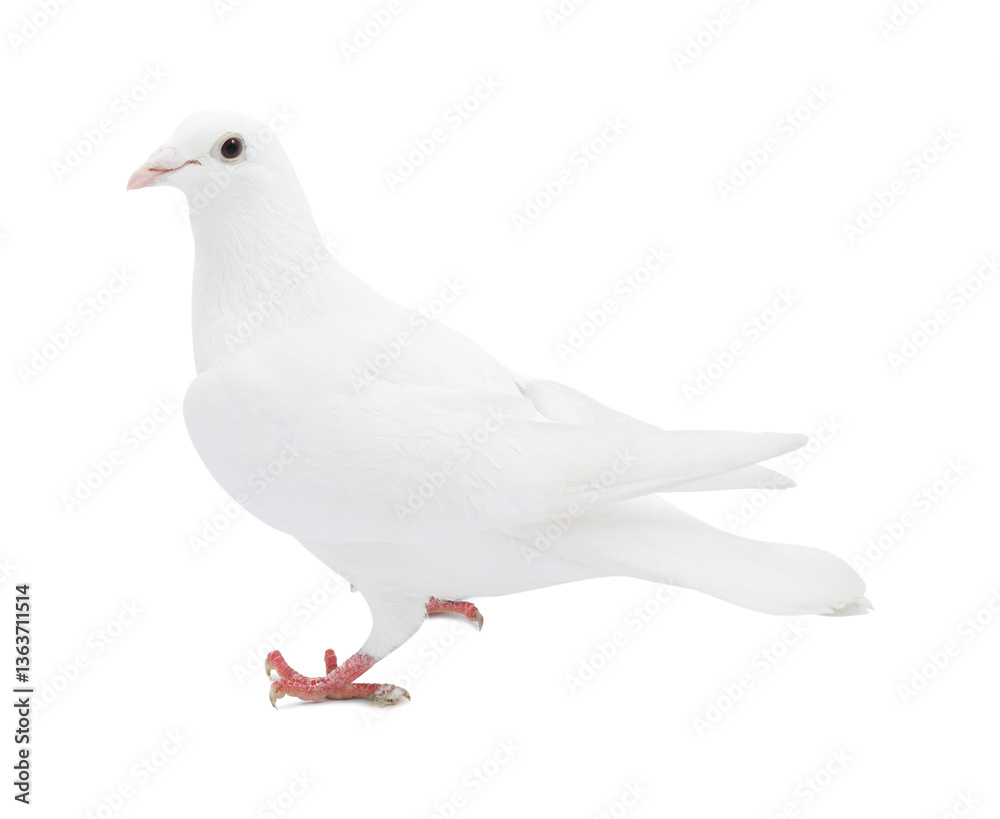 One dove isolated on white. Graceful bird One dove isolated on white. Graceful bird
