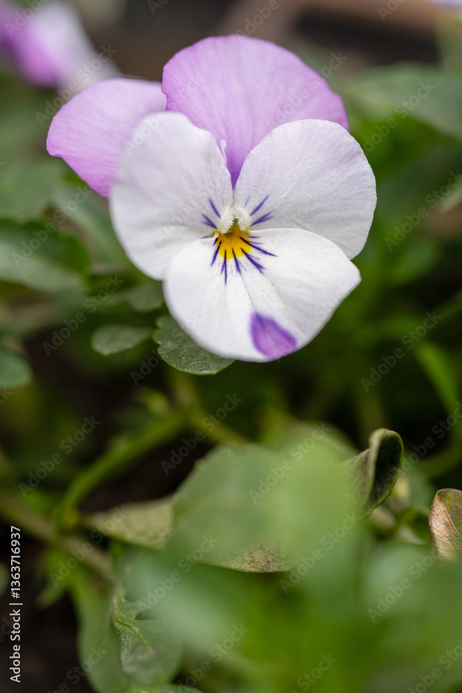Fototapeta premium Close-Up of Purple and White Pansy Flower Delicate pansy flower with purple and white petals blooming beside a wooden garden border, captured in soft natural light. 