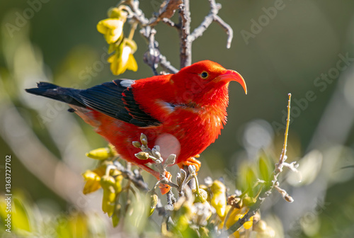 'I'iwi in Mamane shrub