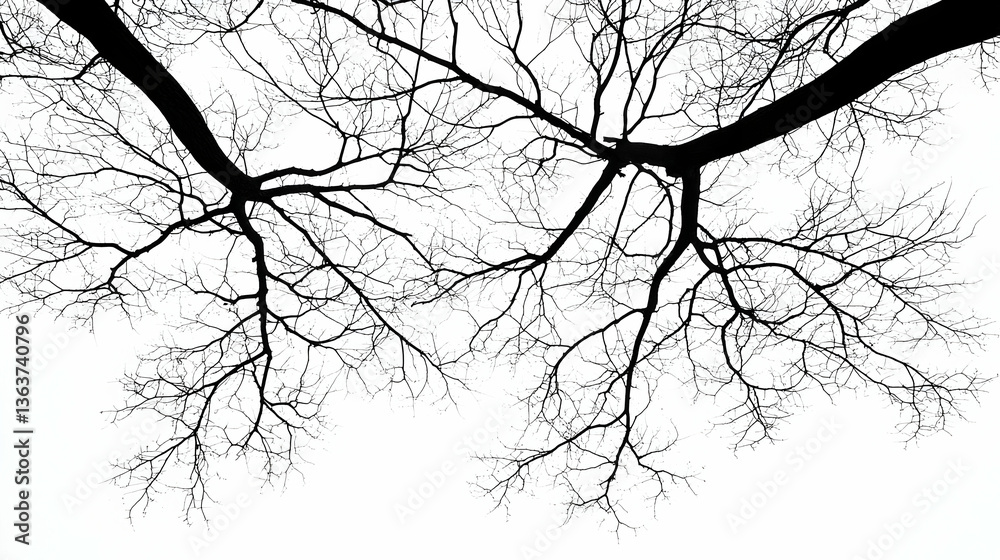 Fototapeta premium Black And White Bare Tree Branches