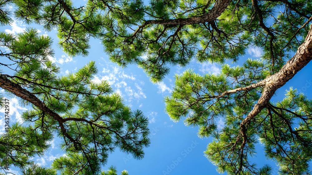 Obraz premium Looking Up Through Oak Tree Branches With Lush Green Leaves Against Blue Sky and Sunlight