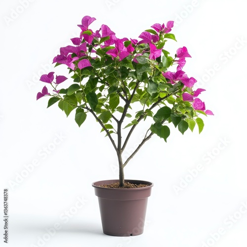Vibrant Bougainvillea Tree