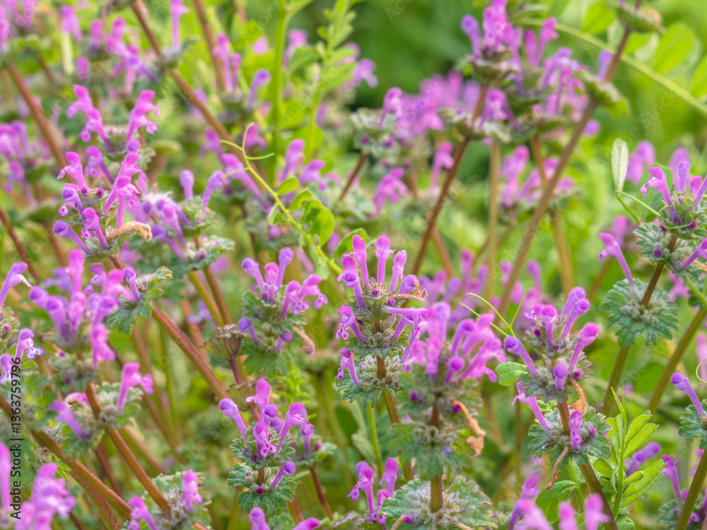 ホトケノザの紫の花のアップ20 ホトケノザの紫の花のアップ20